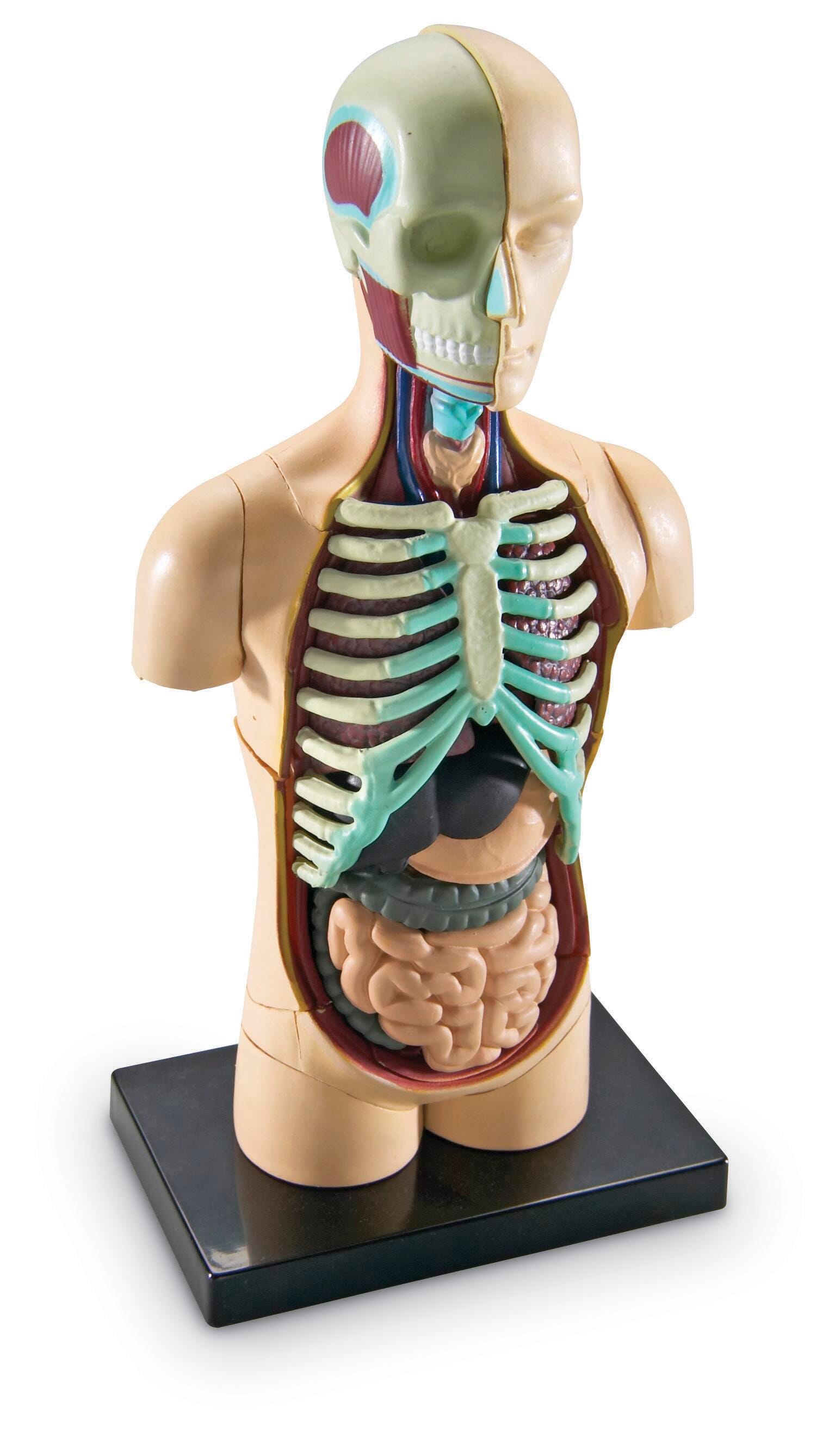 Learning Resources Human Body Model Set